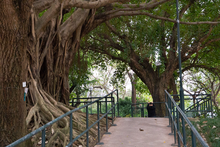 Parque de Kowloon