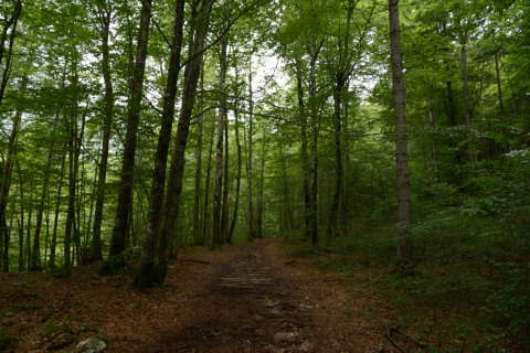 Bohinj-20140712_140623_web