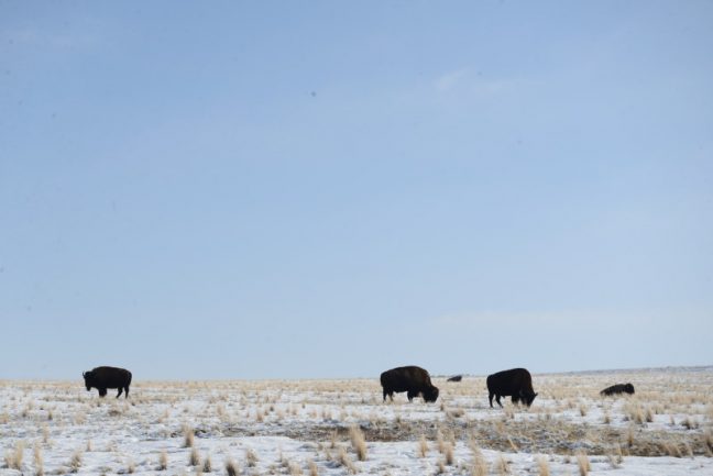 Bisontes
