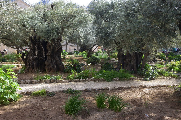 Jardín de getsemani